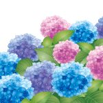 大阪のあじさい名所2017大阪にもたくさんあった!よりすぐりの12選