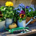 ガーデニング向けの夏の花は?6つの注意点と厳選オススメの花11選!