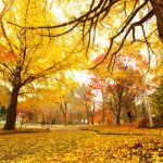紅葉シーズン到来! 関西の穴場スポットはどこ?兵庫県は?